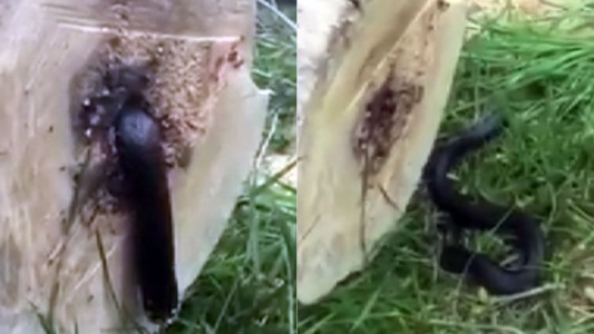 Video: cortó un árbol y halló una sorpresa en el centro