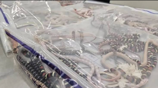 Llevaba 104 serpientes escondidas en su pantalón: lo detuvieron agentes aduaneros