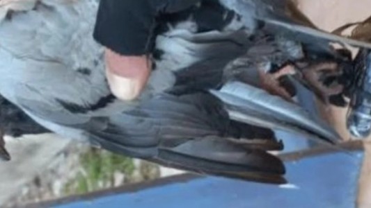 Cárcel de Coronda: Intentaron ingresar un celular con palomas mensajeras