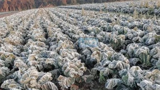 Otra arista del frío: productores frutihortícolas sufren pérdidas