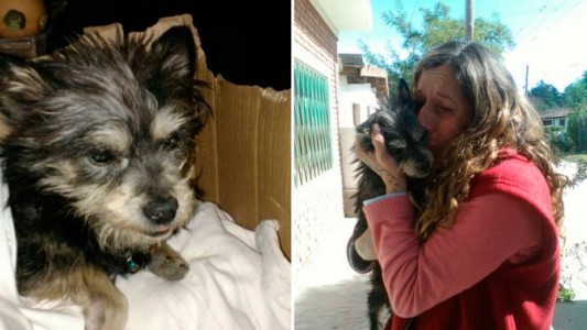 El perro ciego y sordo que se reencuentra con su dueña tras un año