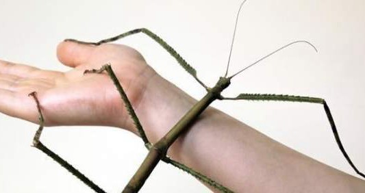 China: hallaron el insecto más largo del mundo