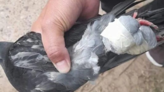 Otra paloma fue atrapada intentando ingresar droga a la cárcel de Coronda