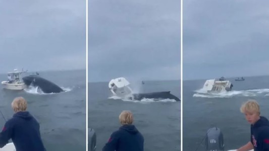 Una ballena saltó del océano y volteó un barco en Portsmouth