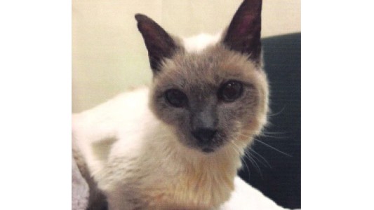 Scooter cumplió 30 años y es el gato más viejo del mundo