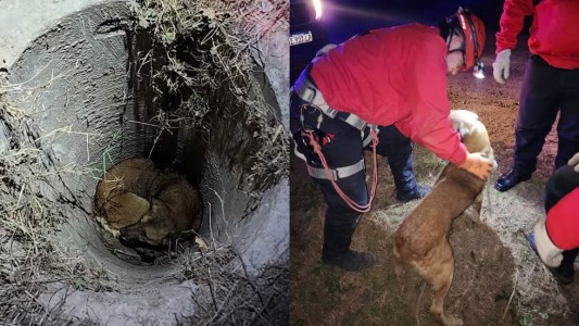 Córdoba: bomberos rescataron un perro que cayó a un pozo de 2 metros de profundidad