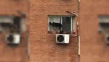 Belgrano: rescatan a un perro que estaba al borde de una ventana en un sexto piso