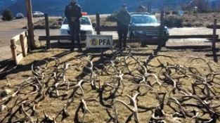 Se incautaron astas y cabezas de ciervos por infracción a la Ley Fauna