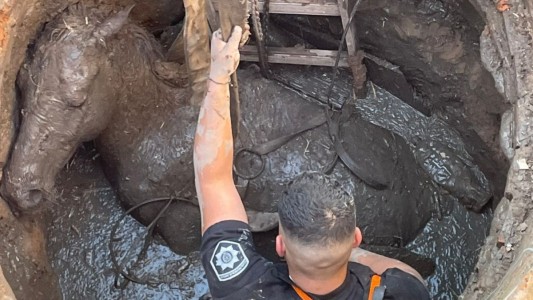 Rescataron a un caballo que cayó en un pozo