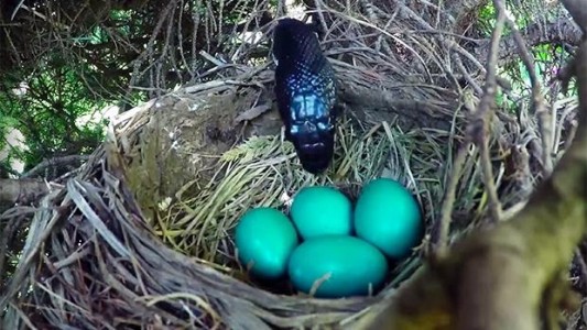 Grababa el nacimiento de unos pollitos en un nido y sucedió lo peor