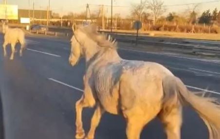 Decenas de caballos aparecieron galopando en Panamericana