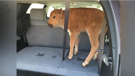Por culpa de dos turistas tuvieron que sacrificar a una cría de bisonte en Estados Unidos
