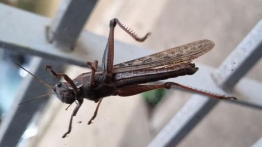 Una manga de langostas invadió Cosquín