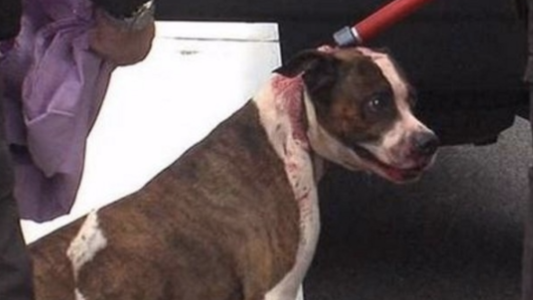 Condenaron al dueño de un perro pitbull que mató a una nena de 10 años