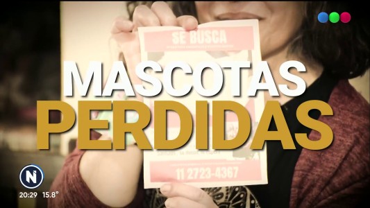 Estafas virtuales: la contactaron por su gato perdido, le prometieron devolvérselo y le robaron dinero