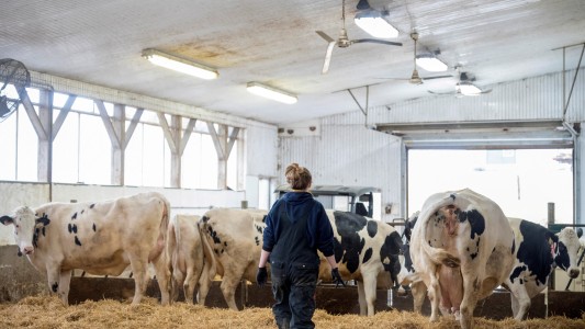 Beneficios al sector agroexportador: se eliminan retenciones a los lácteos y se reducen en las carnes