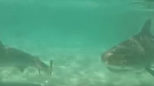 Video: así devoran unos 70 tiburones a una ballena