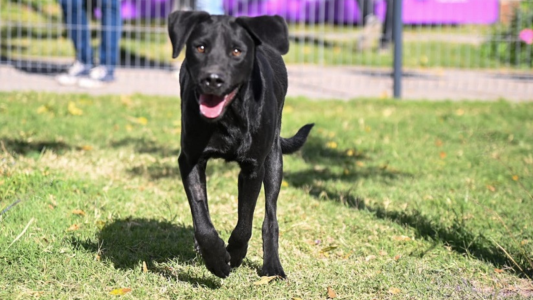 Caballito: buscan a los envenenadores de perros de Parque Rivadavia