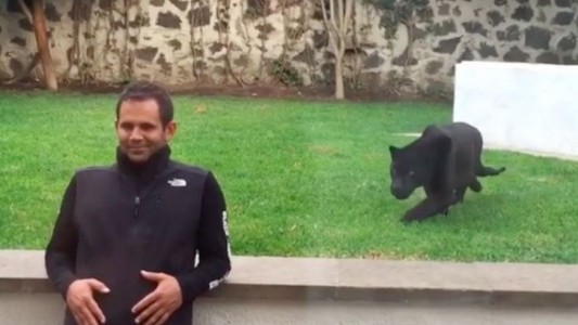 #EsViral Después del video del león, una pantera intentó "atacar" a un hombre