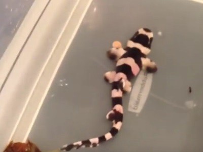 #EsViral Cómo nace un tiburón bambú