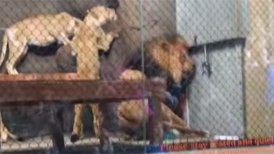 Conmoción en Oregon: le cortaron la cola a un león en un zoo