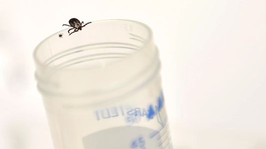 Como trabajan los "cazadores de virus" que buscan evitar la próxima pandemia