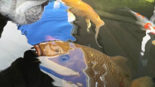 Video: la extraña amistad entre un perro y un pez