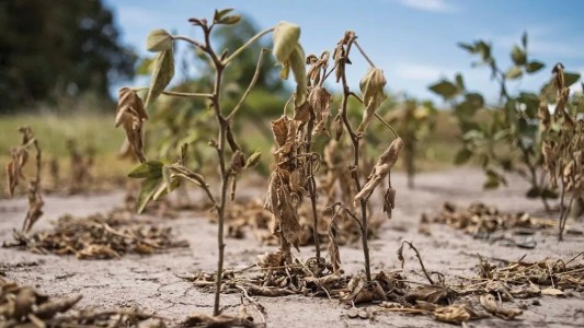 Sequía: aseguran que en el norte de Santa Fe “no queda verde”