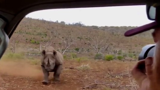 Video: el rinoceronte que no le gusta que le saquen fotos