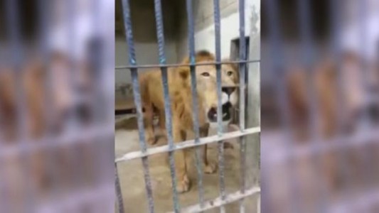 El desgarrador rugido de un león hambriento en el zoo de Yemen