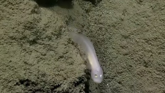 El inusual hallazgo de un “pez fantasma” que genera asombro entre científicos