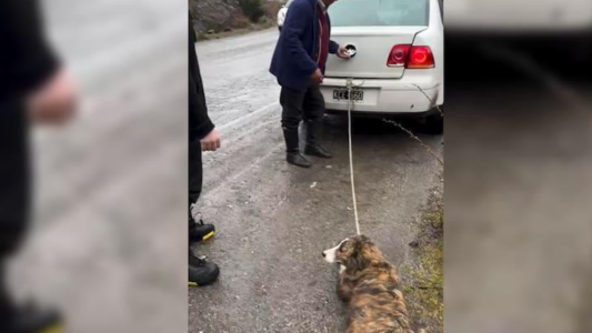 Ató a su perro al baúl de auto y salió a la ruta: "No lo subí porque tenía olor a mojado"