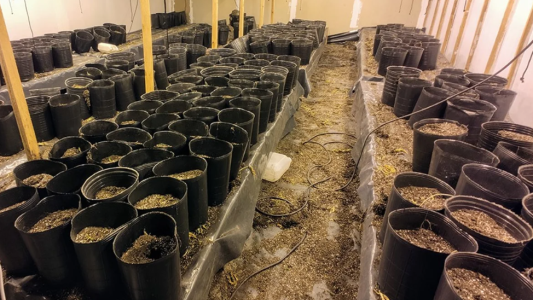 Condenaron a cuatro hombres por cultivar marihuana en un galpón de Rosario