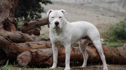 Jujuy: delincuentes usaron un perro robo para intentar robar una moto