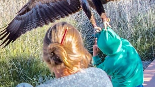 Impactante imagen: un águila intentó llevarse a un niño