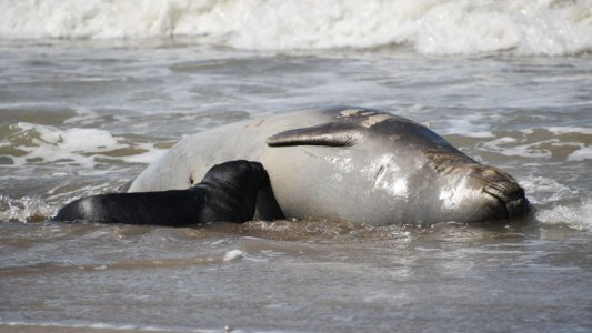 Sorprende a los especialistas el nacimiento de elefantes marinos en la costa bonaerense