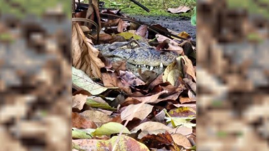 Rescataron un yacaré que habitaba en el instituto Malbrán
