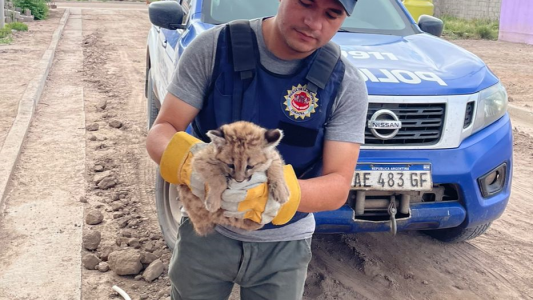 Córdoba: rescataron a una cría de puma en San Francisco del Chañar