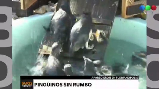 Crías de pingüinos aparecen en las playas de Florianópolis