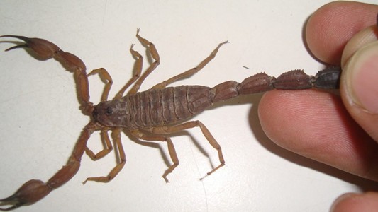 Conmoción en Formosa por la muerte de una beba que fue picada por un alacrán