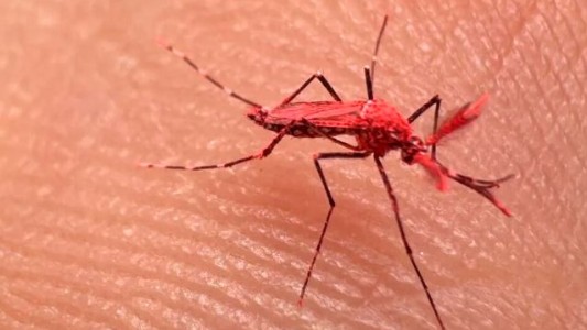 Mendoza: Liberaron 10.000 mosquitos rojos machos estériles contra el dengue