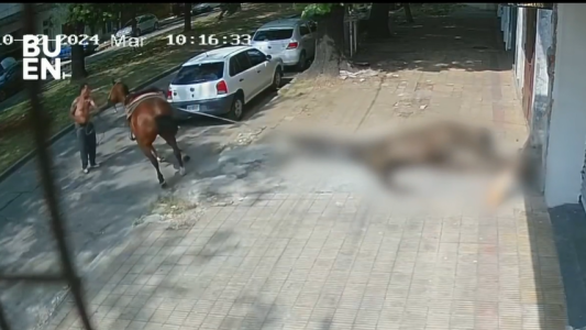 Un criador sacó a un caballo muerto y lo dejó tirado en la vereda