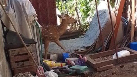 Villa María: un vecino salió al patio de su casa y se encontró con un ciervo