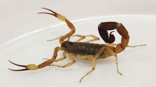 Escorpionismo en Santa Fe: un nene de 11 años fue picado por un alacrán