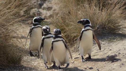 Juicio histórico: condenaron al acusado de la matanza de pingüinos en Punta Tombo