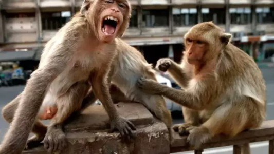 Una ciudad de Estados Unidos en alerta tras la fuga de 43 monos de un centro de investigación