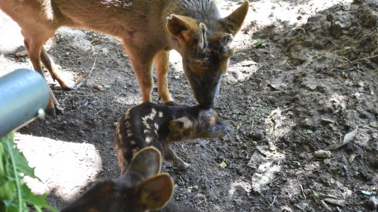 Nació un pudú, uno de los ciervos más pequeños del mundo, en el bioparque Temaikén