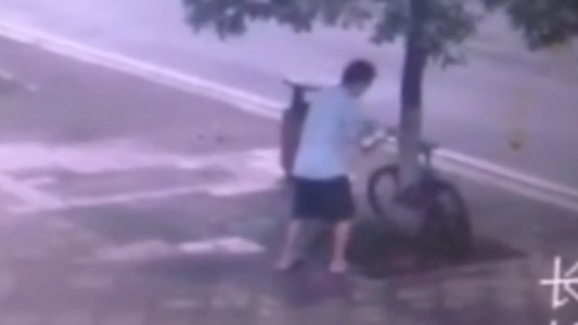 #Insolito El intrépido ladrón de bicicleta que corta un árbol para llevarse el botín