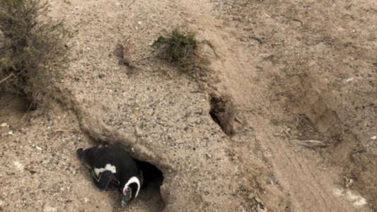 Condenaron al productor ganadero por la matanza de pingüinos en Punta Tombo pero no irá a prisión