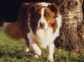 Su dueño se fue a vivir al exterior y no consigue hogar: lo sacrificarán este sábado